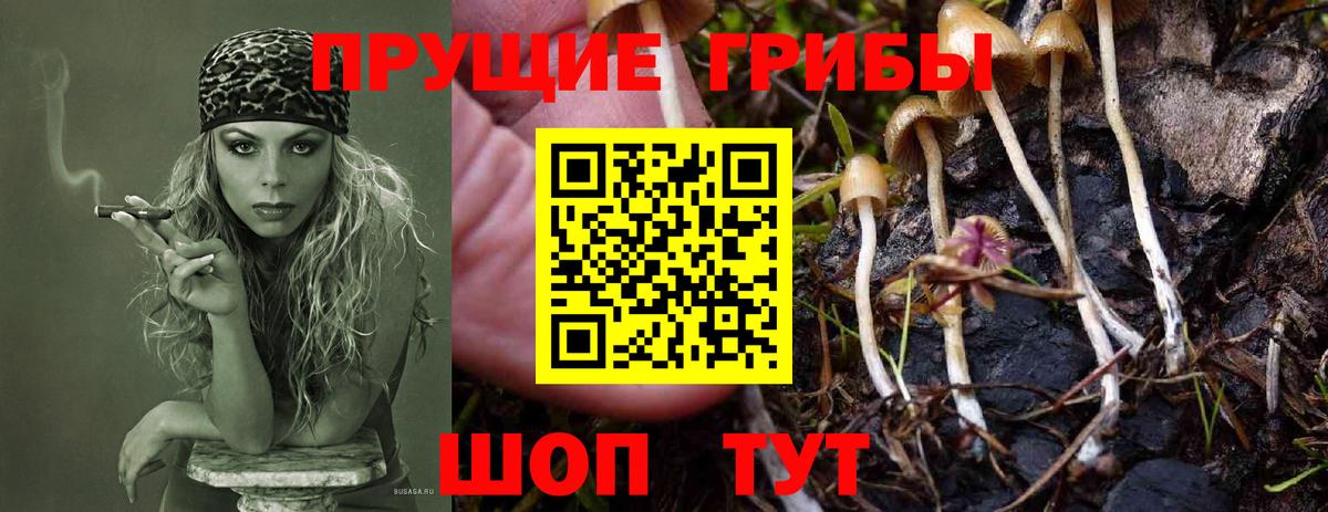 Новокубанск  Псилоцибиновые грибы MAGIC MUSHROOMS  Вход с VPN 